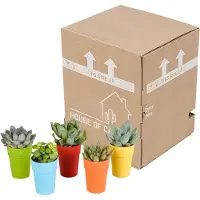 Planteda Vetplanten mix 5.5 cm in gekleurde plasticpot | 5 stuks