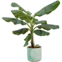 Elho Combi deal - Bananenplant (Musa) inclusief Ocean Round pacifisch groen Ø22 - 100 cm