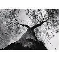 WALLARENA - Fotobehang - 300x210 cm - zwart-wit boom bos slaapkamer salon vliesbehang