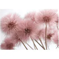 WALLARENA - Fotobehang - 400x280 cm - Roze natuur 3D paardenbloemen voor slaapkamer en woonkamer