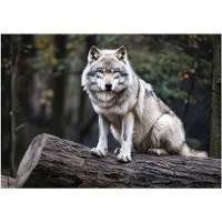 WALLARENA - Fotobehang - 400x280 cm - Wolf in het bos 3D dieren natuur voor slaapkamer en woonkamer