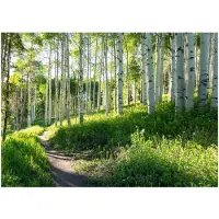 WALLARENA - Fotobehang - 150x105 cm - Fototapete van een krachtig berkenbos voor de slaapkamer of woonkamer