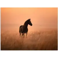 PosterMonkey Poster 40x30 cm - Paard - Grasveld - Zonsondergang - Posters - Kamer decoratie - Wanddecoratie woonkamer - Muurdecoratie slaapkamer