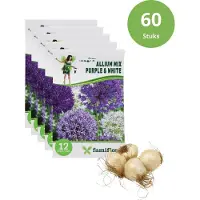 Famiflora Alium mix paars/wit 10/12 - 5 x 12 - 60 bloembollen - Bloeien van vroege lente tot middenjaar voor langdurige kleur en levendigheid in je tuin