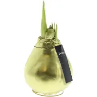 QFB Gardening Wax Amaryllis XL Goud | Prachtige Wax Amaryllis voor in huis | Rood