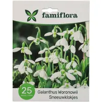 Famiflora Galanthus Woronowii - Voorjaarsbloeiers - 25 bloembollen - Brengt hoop en vernieuwing in je tuin voor een vrolijk begin van het seizoen