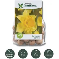 Famiflora Narcissus Carlton - Voorjaarsbloeiers - 40 bloembollen - Heldere bloemen brengen vreugde en optimisme in je tuin - Verhoogt aantrekkingskracht voor bijen en andere bestuivers
