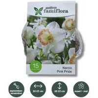 Famiflora Narcis Pink Pride - Voorjaarsbloeiers - 15 bloembollen - Roze bloemen brengen optimisme en vrolijkheid voor een opgewekte tuin - Symboliseert lente en groei waardoor je tuin energie krijgt