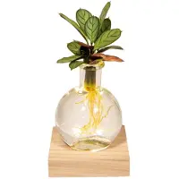 Hello Plants Calathea in Samoa glas met LED verlichting - Ø 12 cm - Hoogte: 10 cm