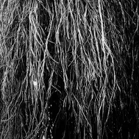 Modulor Cnt Nocturnal Rainforest