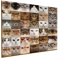 Allernieuwste.nl Canvas Schilderij 36x Kittens voor Katten Liefhebbers - Kunst aan je Muur - Kattenposter - kleur - 60 x 60 cm
