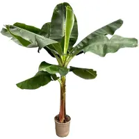 Everspring Musa - Bananenplant - Ø 30 cm - ↑ 200 cm
