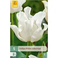 JUB - Tulipa white liberstar 5st