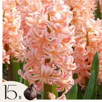 Plant in a Box Hyacintenbollen - Set van 15 - Hyacinthus'Gipsy Queen'- Bloembollen - Oranje