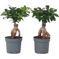FloraStore Ficus Ginseng - Japanse Bonsai - Set van 4 - Pot 12cm - Hoogte 30-40cm - Ficus Ginseng P12 x4