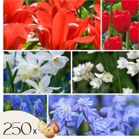 Plant in a Box Hollandse bloembollen - Set van 250 - Tulipa Narcissus Scilla Allium Muscari