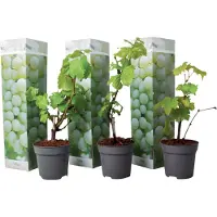 FloraStore Druivenplanten - Set van 3 - Vitis Vinifera - Wit - Pot 9cm - Hoogte 25-40cm - Druiven White x3