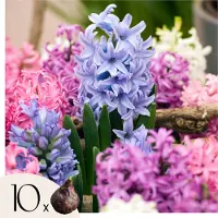 Plant in a Box Hyacinthen - Set van 10 - Hyacinthus - Bloembollen