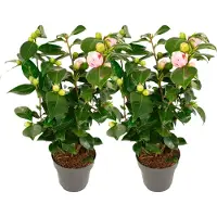 FloraStore - Camellia japonica Bonomiana - Set de 2 - Japanse roos - Camellia plant winterhard - Pot 15cm - Hoogte 50-60cm