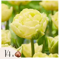 Plant in a Box Tulpenbollen - Set van 14 - Tulipa'Avant Garde'- Bloembollen - Geel