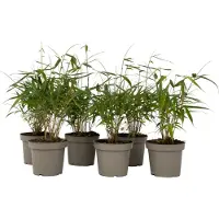 FloraStore - Fargesia scabrida Asian Wonder - Set van 6 - Niet woekerende rode bamboe - Pot 13cm - Hoogte 25-40cm