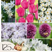 Plant in a Box Mix bloembollen - Set van 125 - Allium, Narcissus, Muscari, Tulipa - Paars