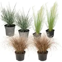 FloraStore Siergrassenpakket - Set van 6 - Pot 10,5cm - Hoogte 15-25cm - Grassmix 6pack