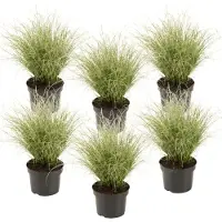 FloraStore Carex 'Amazon Mist' - Set van 6 - Siergras - Pot 10,5 - Hoogte 15-25cm - Carex Amazon Mist 6pack