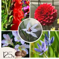 Plant in a Box Hollandse bloembollen - Set van 125 - Gladiolus, Dahlia, Freesia