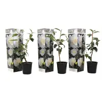 FloraStore Camellia Japonica - Set van 3 - Wit - Japanse Rozen - Pot 9cm - Hoogte 25-40cm - Camellia x3 - White