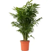 FloraStore Mexicaanse dwergpalm - Compact groeiende groene palm - Pot 20cm - Hoogte 80-90cm - Chamaedorea P20
