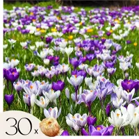 Plant in a Box Krokusbollen - Set van 30 - Crocus'Large Flowering Mix'- Bloembollen