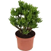 FloraStore - Crassula ovata Hobbit - Vetplant - Kamerplant - Pot 23cm - Hoogte 45-50cm