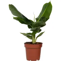 FloraStore - Bananenplant - Musa 'Oriental Dwarf' - Hoogte 25-40cm - Pot 12cm - Kamerplant - Groen