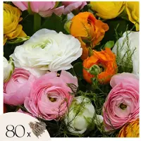 Plant in a Box Boterbloem - Set van 80 - Ranunculus - Bloembollen