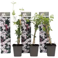 FloraStore Jasminoides Officinale - Set van 3 - Wit - Jasmijn - Pot 9cm - Hoogte 25-40cm - Jasmijn Officinale x3