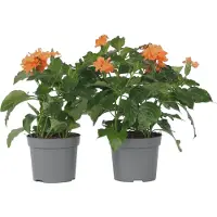 FloraStore Crossandra Fortuna - Set van 4 - Oranje bloemen - Pot 13cm - Hoogte 20-30cm Crossandra Fortuna P13 x4