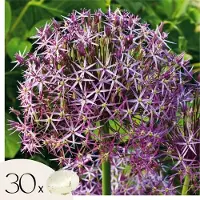 Plant in a Box Alliumbollen - Set van 30 - Allium'Christophii'- Bloembollen - Paars