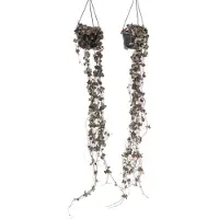 FloraStore Ceropegia Woodii - Set van 2 - Lantaarnplantje - Pot 14cm - Hoogte 20-30cm - Hang Ceropegia P14 x2