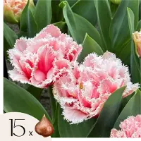 Plant in a Box Tulpenbollen - Set van 15 - Tulipa'Queensland'- Bloembollen - Roze