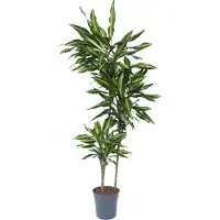 Plant in a Box Dracaena fragrans Cintho - Drakenboom - Pot 24cm - Hoogte 140-150cm - Dracaena Cintho P24