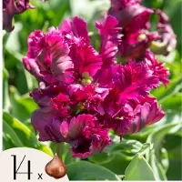 FloraStore Tulpenbollen - Set van 14 - Tulipa'Parrot Negrita'- Bloembollen - Paars