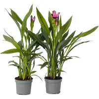 FloraStore - Curcuma 'Al Siam Supreme'- Set van 2 - Pot 13cm - Hoogte 40-60cm - Kurkuma - Kamerplanten - Bloeiend