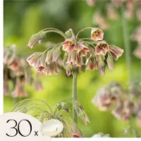 Plant in a Box Alliumbollen - Set van 30 - Allium'Nectaroscordum'- Bloembollen - Roze
