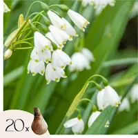 Plant in a Box Zomerklokje - Set van 20 - Leucojum aestivum - Bloembollen - Wit