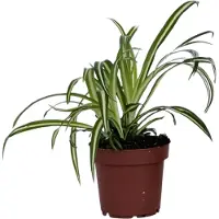 FloraStore - Graslelie - Chlorophytum comosum 'Atlantic' - Hoogte 25-40cm - Pot 12cm - Kamerplant - Groen
