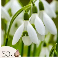 Plant in a Box Groot sneeuwklokje - Set van 50 - Galanthus elwesii - Bloembollen - Wit