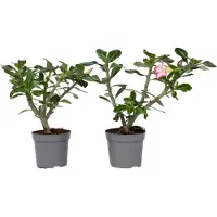 FloraStore Adenium Obesum - Desert Rose Roze - Woestijnroos - Pot 13cm - Hoogte 30-40cm Adenium Pink P13 x2