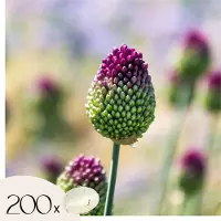 Plant in a Box Alliumbollen - Set van 200 - Allium'Sphaerocephalon'- Bloembollen - Paars