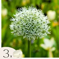 Plant in a Box Alliumbollen - Set van 3 - Allium'Mount Everest'- Bloembollen - Wit
